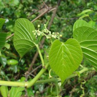 Cissus latifolia Lam.